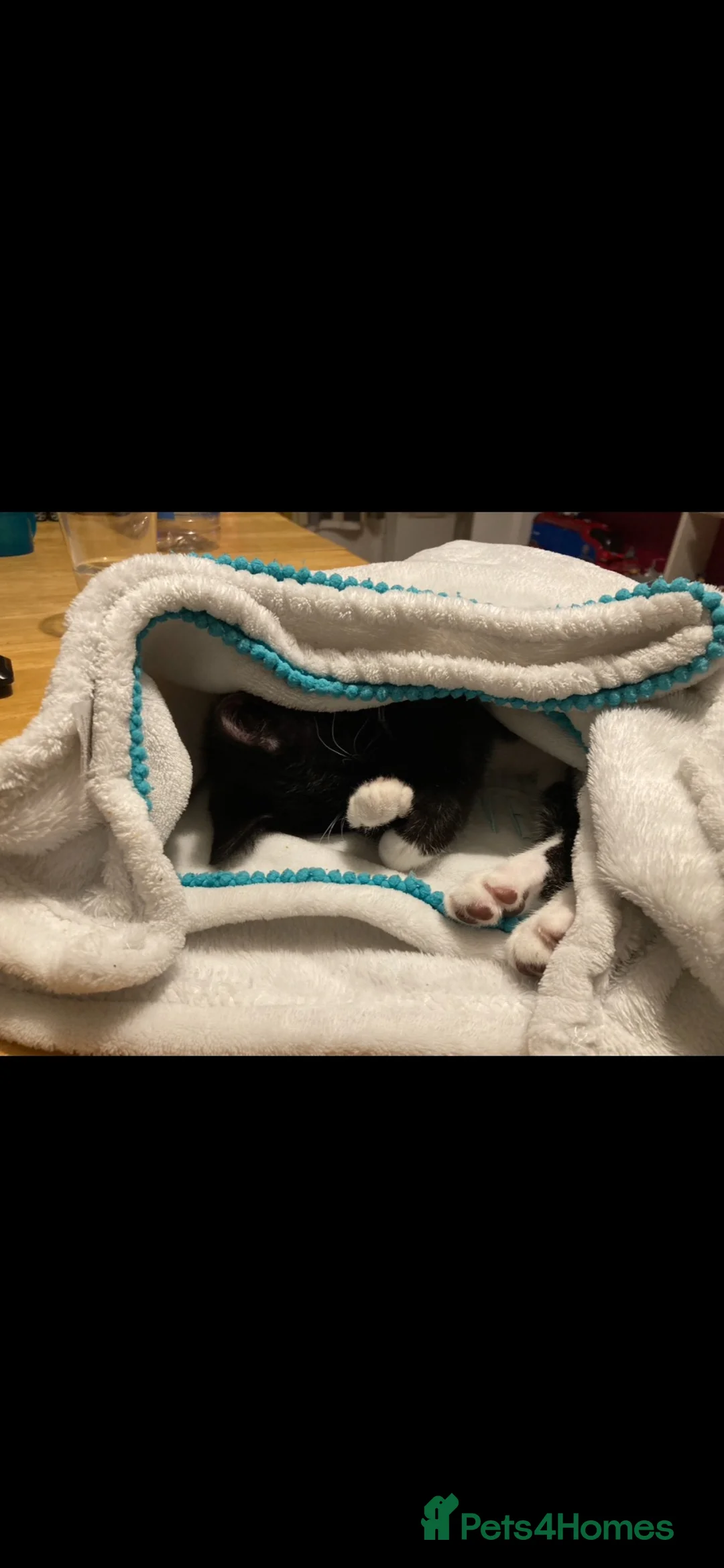 Mixed Breed cats for sale: Kitten for sale  in London - Advert 2