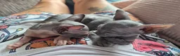 Sphynx cats for sale: Gorgeous Sphynx Boy Available  in Sidcup - Advert 2