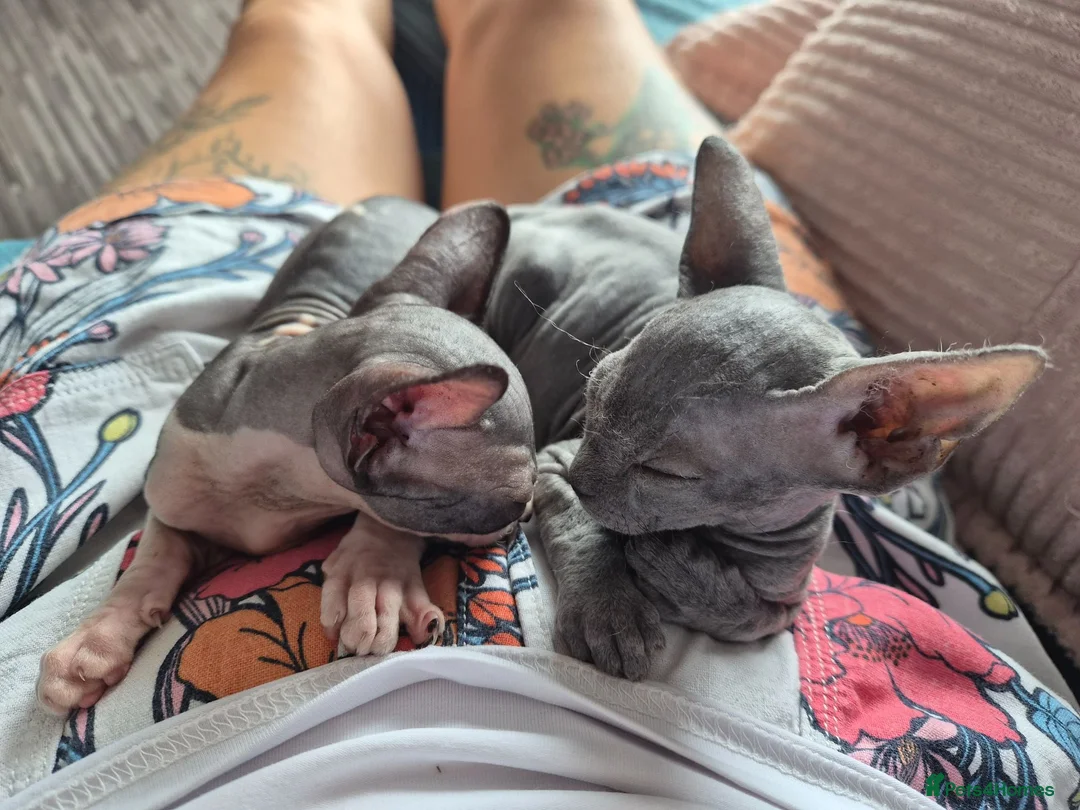 Sphynx cats for sale: Gorgeous Sphynx Boy Available  in Sidcup - Advert 2