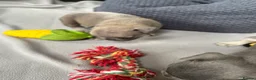 French Bulldog dogs for sale: French Bulldog Puppies – Ready 11th July  in Rossendale - Advert 20