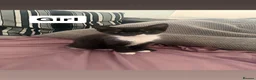 Mixed Breed cats for sale: Beautiful black and white kittens - Advert 4
