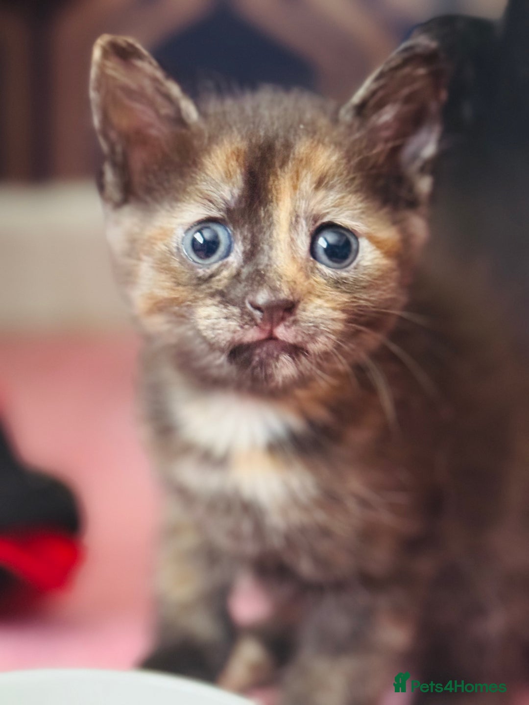 Mixed Breed cats for sale: Beautiful kittens - Image 5