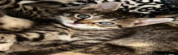 Bengal cats for sale: Glittery Bengal X With Famous References! - Advert 9