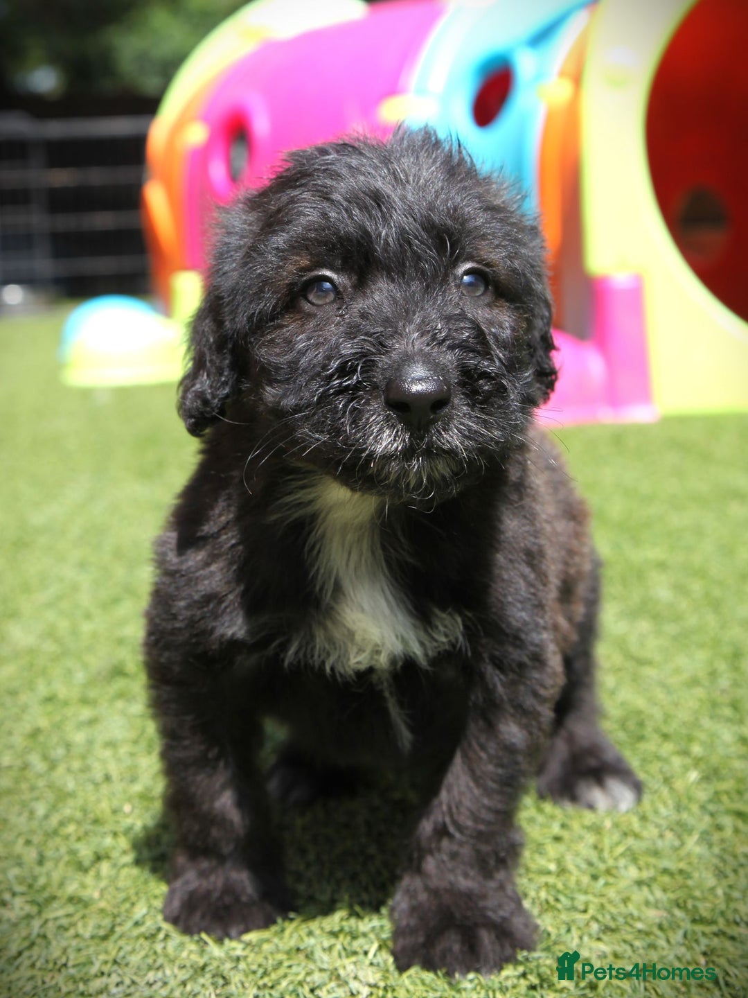 Bordoodle dogs for sale: Bordoodles Raised Right ✨ - Image 8