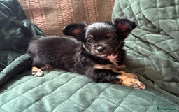Chihuahua dogs for sale: Tiny Stunning Fluffy Chihuahua Puppy - Image 4