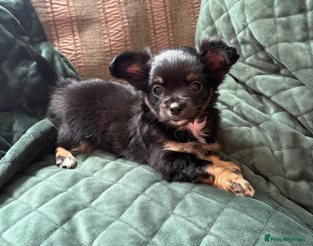 Chihuahua dogs for sale: Tiny Stunning Fluffy Chihuahua Puppy - Image 4