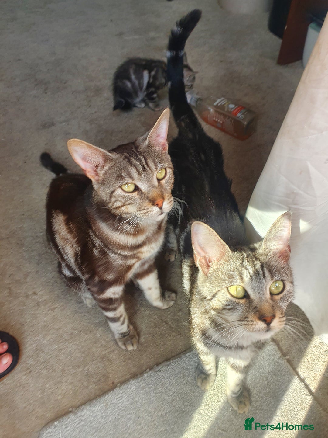 Maine Coon cats for sale: Maine coon x marble bengal unique kittens - Image 9