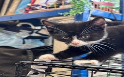 Bengal cats for sale: 12 mixed kittens - Advert 15