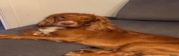 Cocker Spaniel dogs for stud: Simba working cocker spaniel  in Middlesbrough - Advert 5