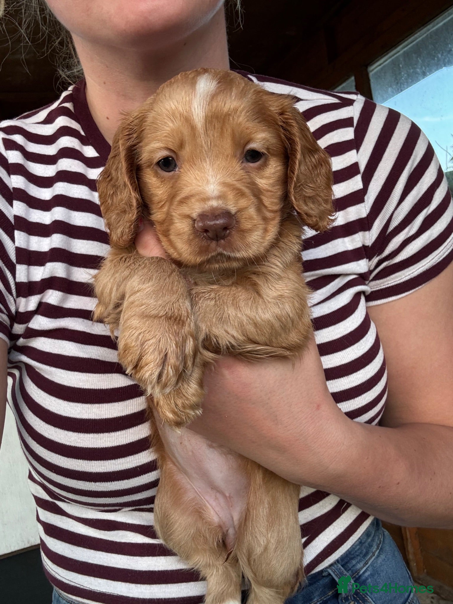 Cocker Spaniel dogs Gorgeous KC Cocker Spaniels - Advert 3