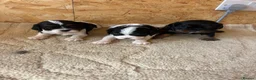 Cavalier King Charles Spaniel dogs for sale: Full bred choc carriers CKCS puppy’s  - Advert 6