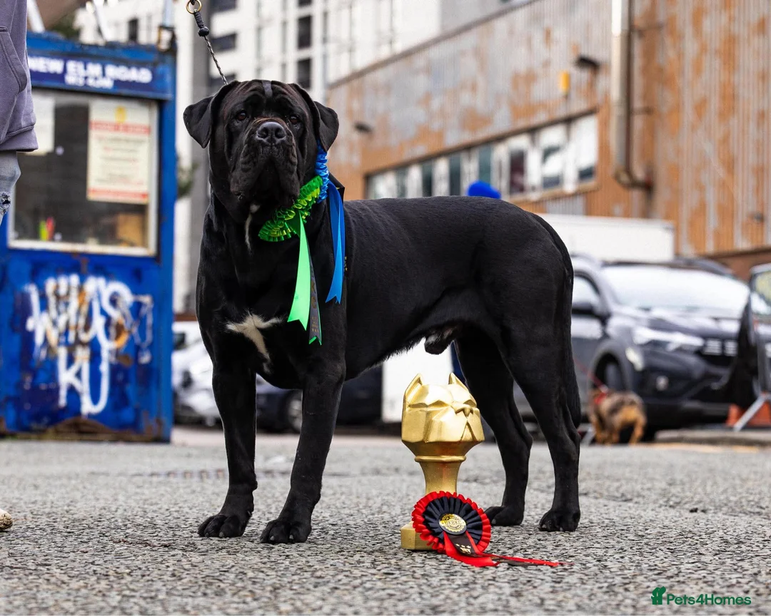 Cane Corso dogs for stud: Thor health tested proven Cane Corso for stud !!! - Advert 2