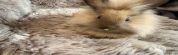 Lionhead rabbits for sale: 4 beautiful baby rabbits ready for there new homes - Advert 1
