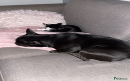 Mixed Breed dogs for sale: 4 year old French bulldog cross staff Teddy  - Image 3