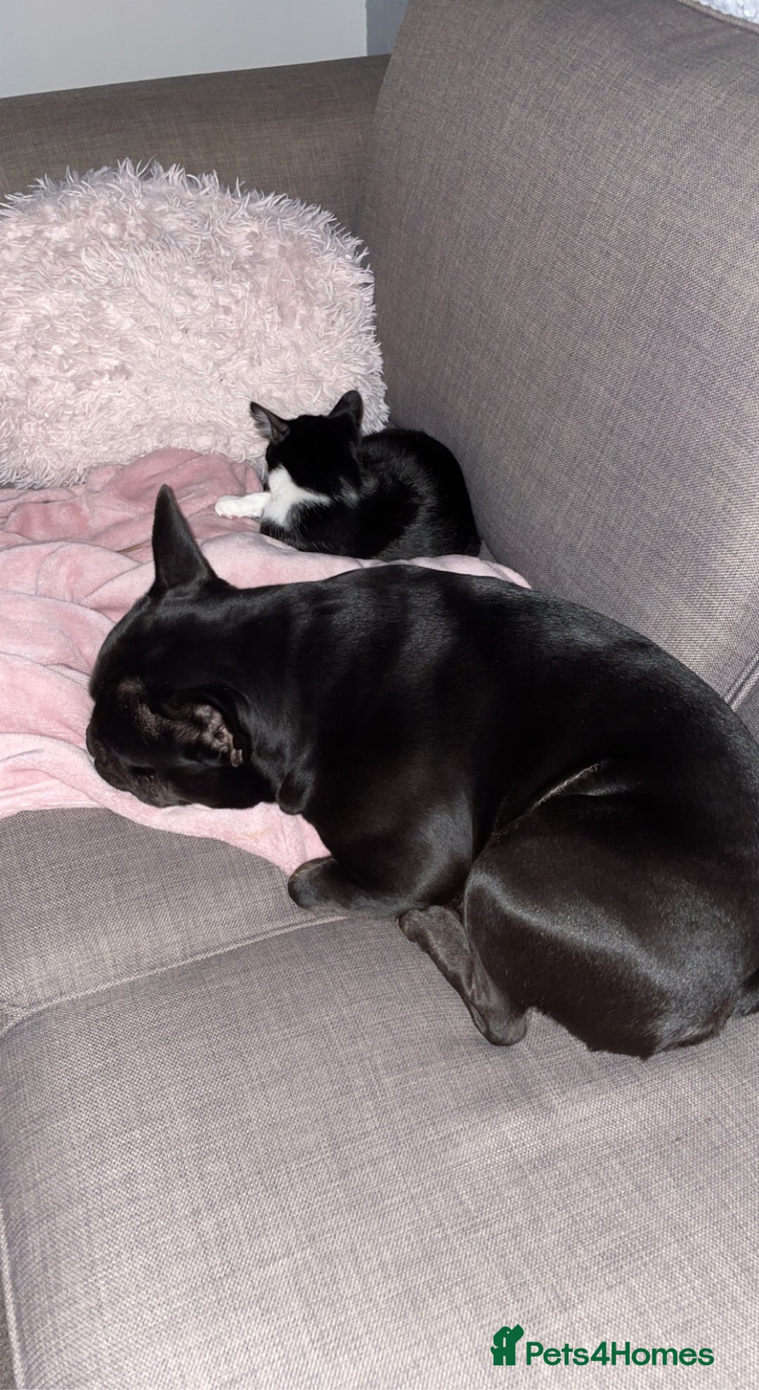 Mixed Breed dogs for sale: 4 year old French bulldog cross staff Teddy  - Image 3