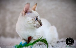 Bengal cats for sale: Champion line Superb Bengal Kittens  - Image 1