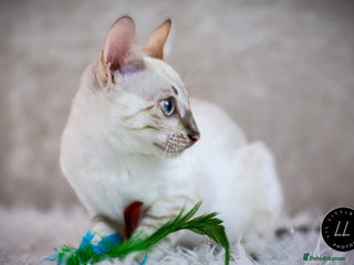 Bengal cats - Advert 14