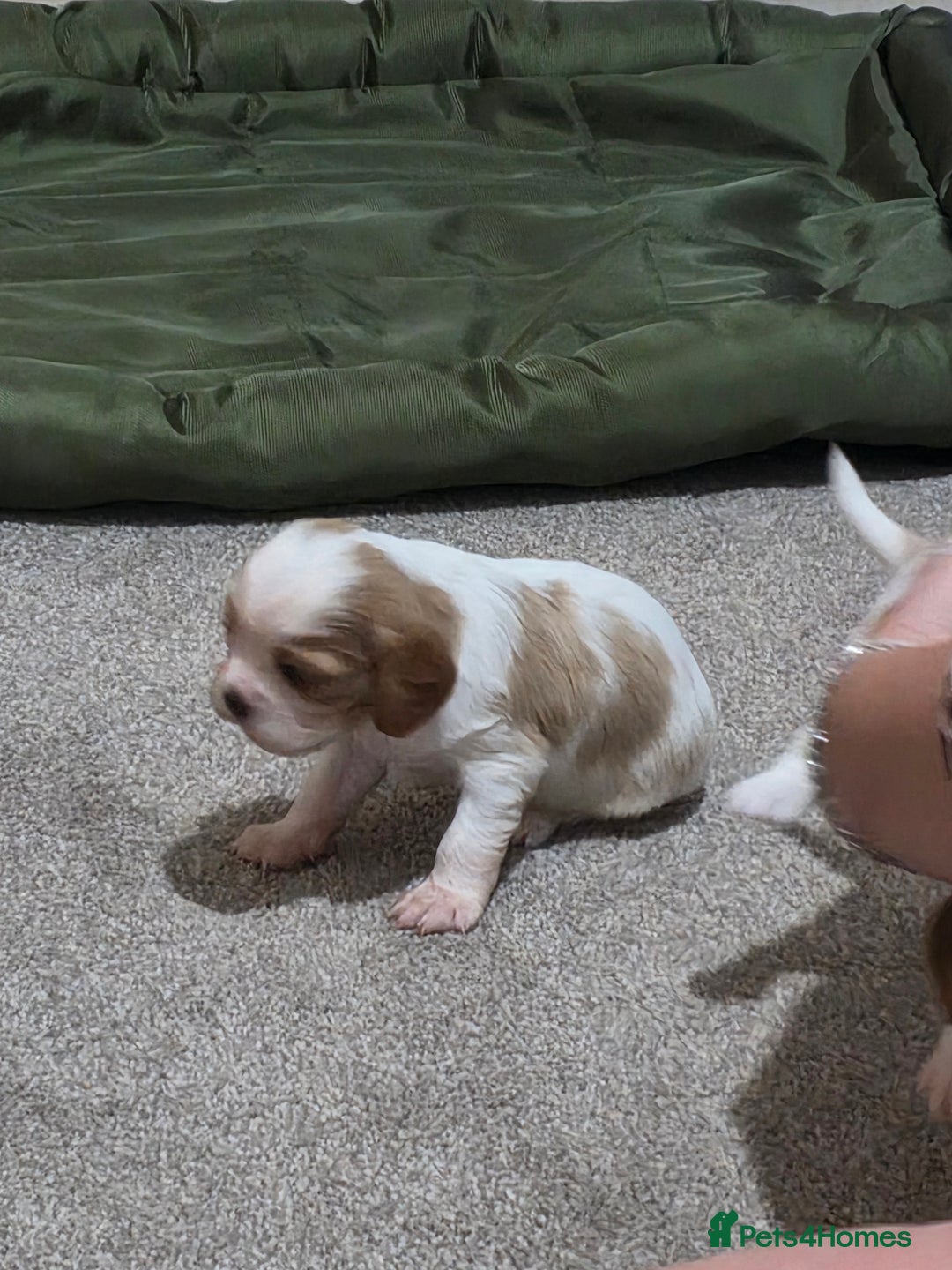 Cavalier King Charles Spaniel dogs for sale: Cavalier king charles puppies  - Advert 20