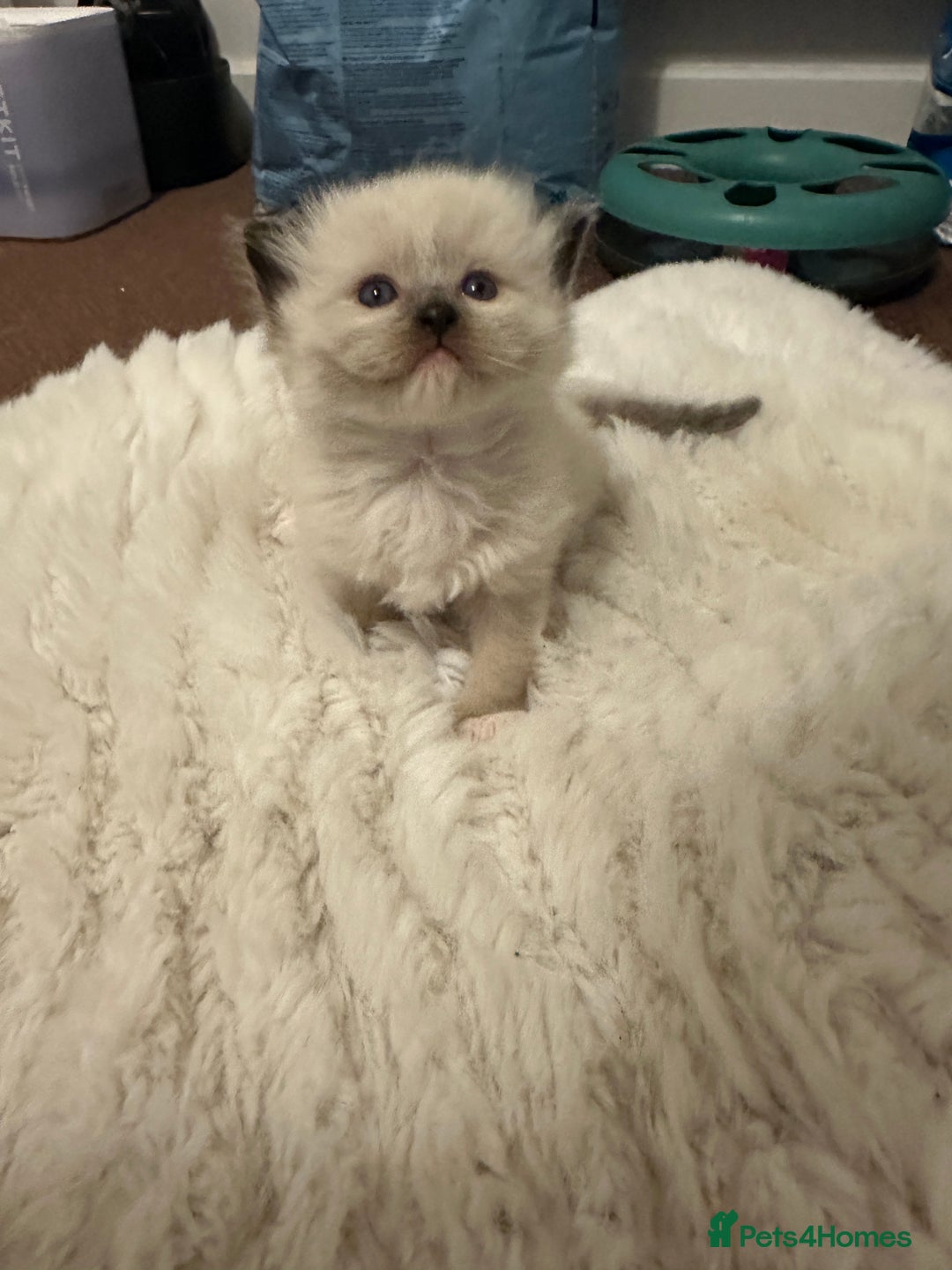 Ragdoll cats for sale: 🥰🥰🥰ONLY 2 left stunning beautiful babies 🥰🥰🥰 - Advert 13