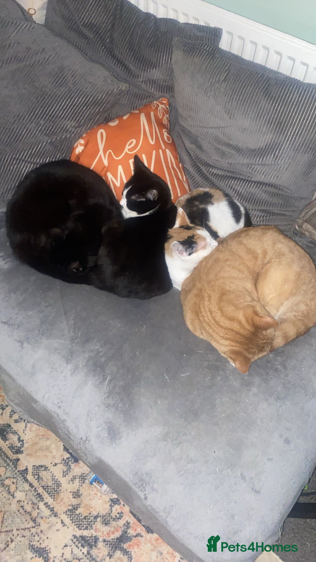 Mixed Breed cats 2 beautiful cats need rehomimg !! - Advert 3