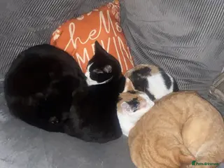 Mixed Breed cats 2 beautiful cats need rehomimg !! - Advert 2