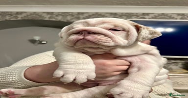 English Bulldog dogs  English bulldog puppies  ***10/10DNA - Advert 12