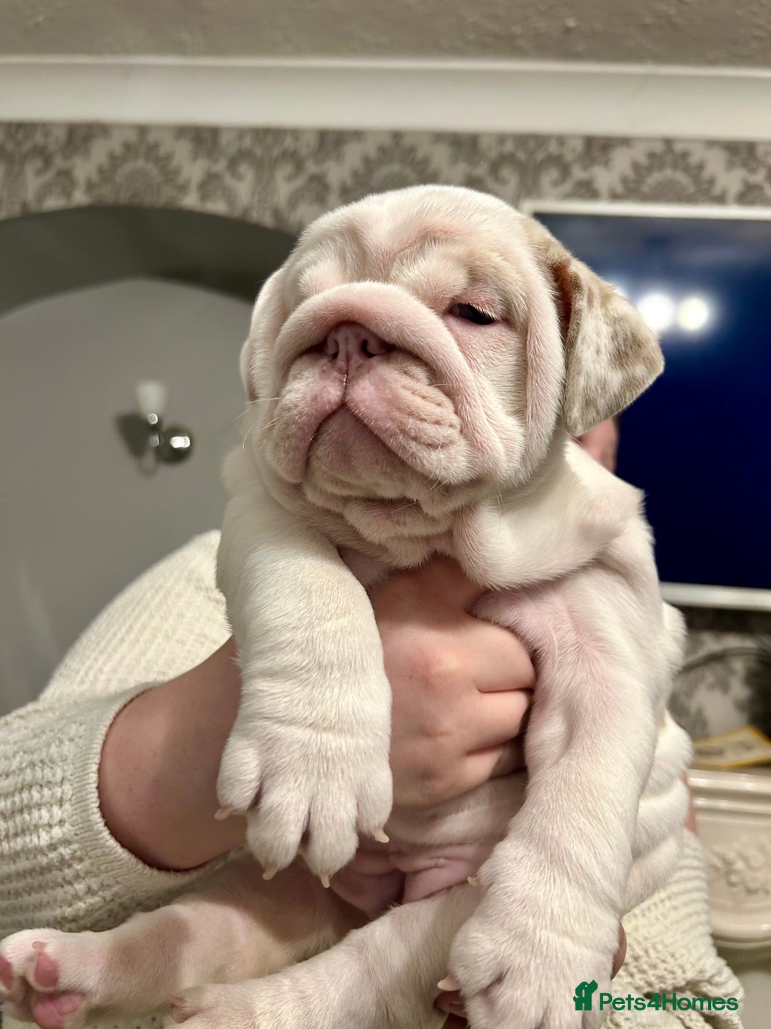 English Bulldog dogs for sale: Last Female English bulldog puppy  - Advert 2