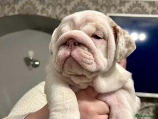 English Bulldog dogs English bulldog puppies ***10/10DNA - Advert 2