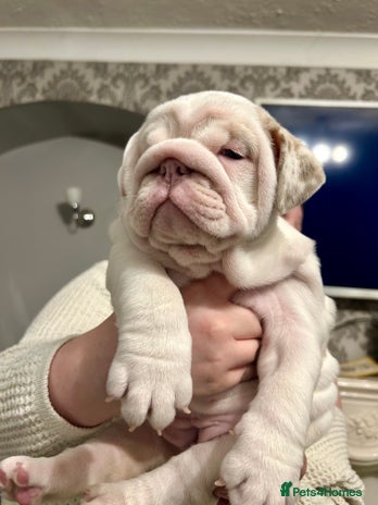 English Bulldog dogs English bulldog puppies ***10/10DNA - Advert 1