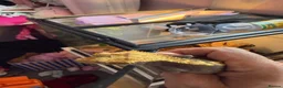 Gecko reptiles for sale: Male crested Gecko with setup  - Advert 2