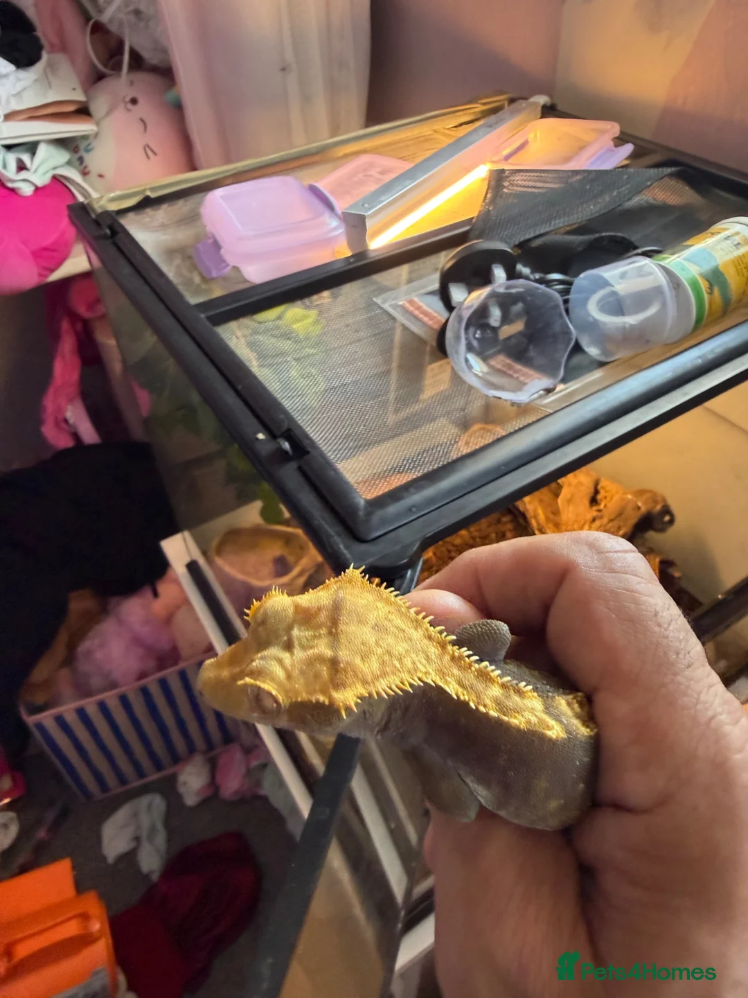 Gecko reptiles for sale: Male crested Gecko with setup  - Advert 2