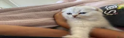 Scottish Fold cats for sale: Scottish fold TICA registered - Advert 15