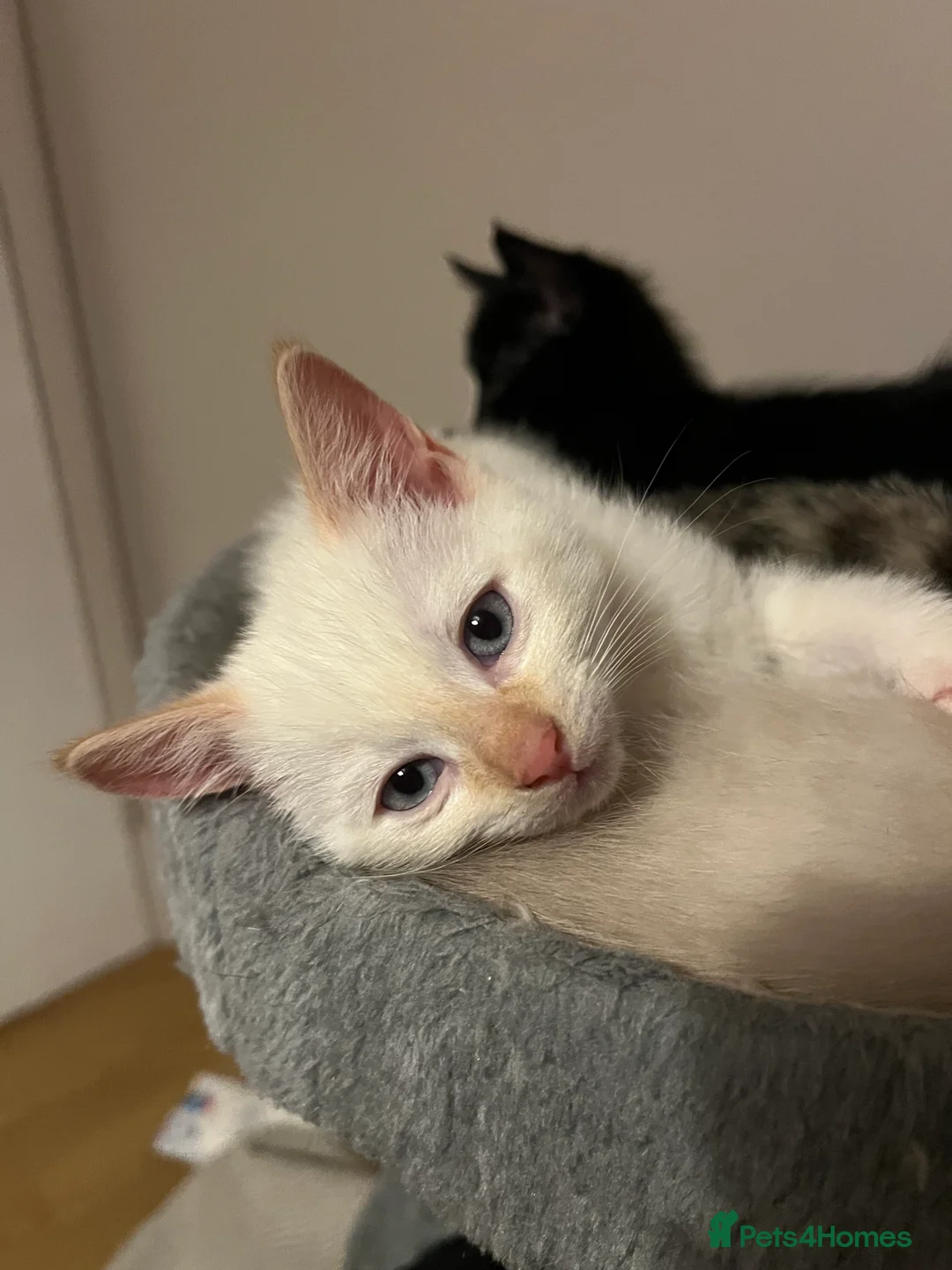 Mixed Breed cats for sale: Mixed Kittens - Advert 13