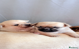 Mixed Breed dogs for sale: Adorable Pug x Pomeranian Puppies  - Image 4