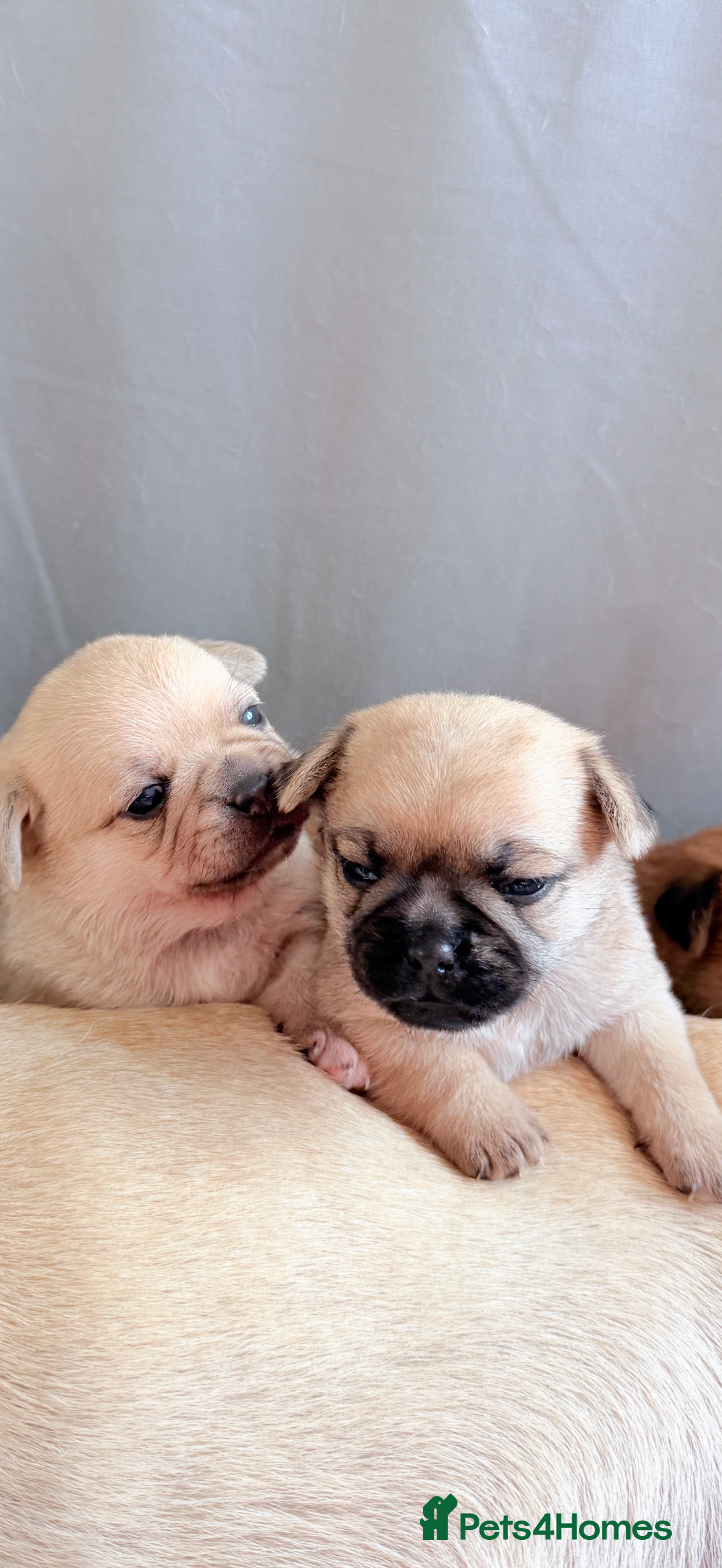 Mixed Breed dogs for sale: Adorable Pug x Pomeranian Puppies  - Image 4