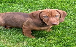 Dachshund dogs for sale: Stunning Dachshunds  - Image 8
