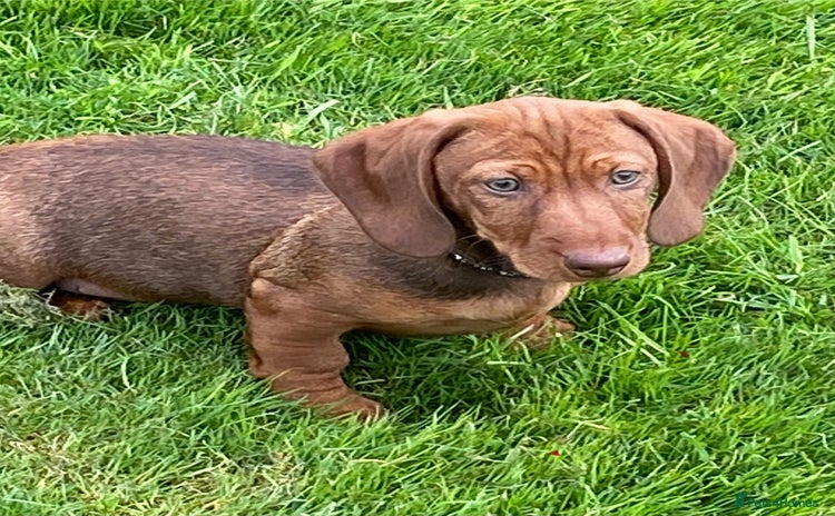 Dachshund dogs - Advert 3