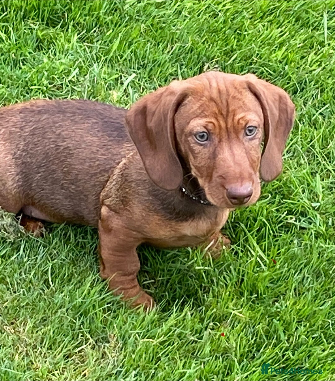 Dachshund dogs for sale: Stunning Dachshunds  - Image 8