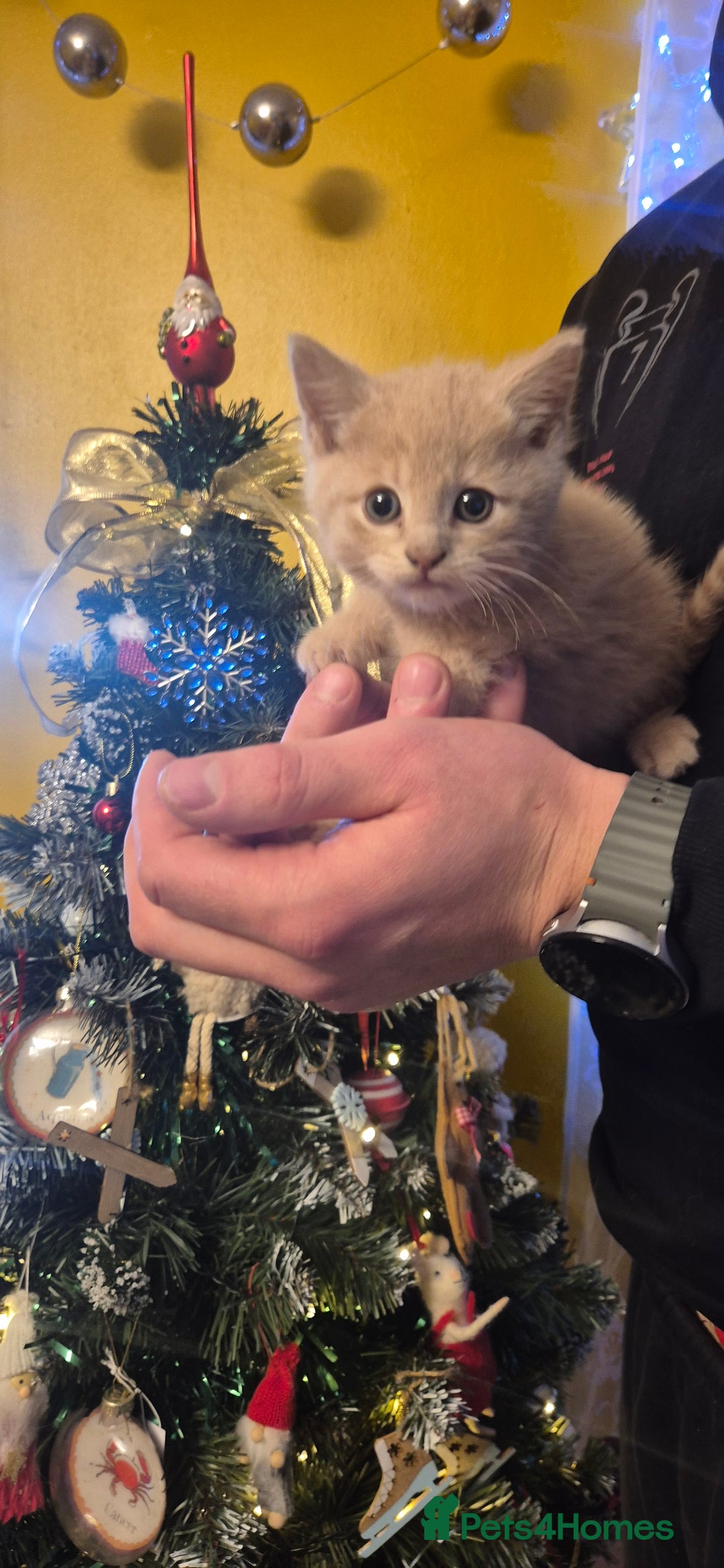 Mixed Breed cats for sale: Kittens for sale  - Advert 4