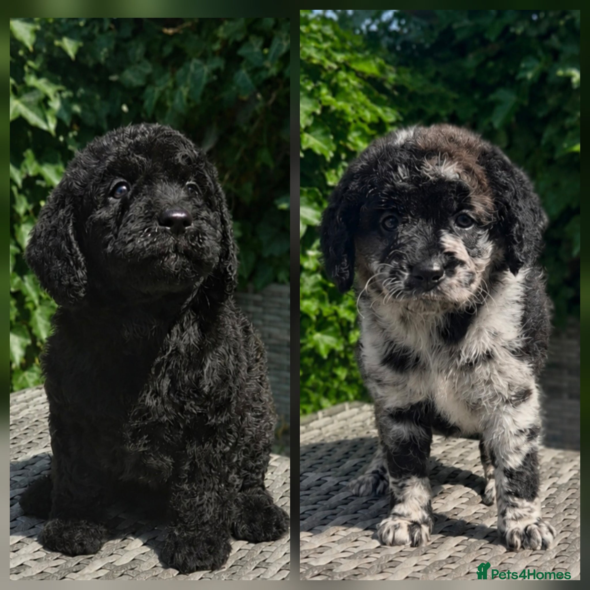 Labradoodle dogs Exceptional F2B Midi Teddybear Labradoodles - Advert 1