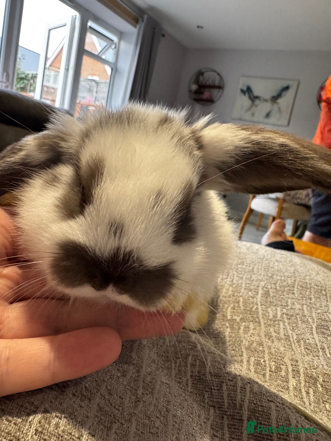 Mini Lop rabbits for sale: Mini Lop Babies ready to reserve - Image 7