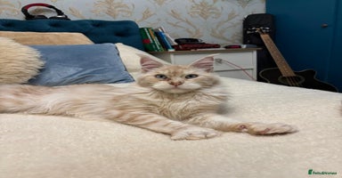 Maine Coon cats - Advert 11