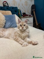 Maine Coon cats Rehome TICA Mainecoon,HCM,PKD,SMA pass - Advert 6