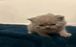 British Shorthair cats for sale: Meet the GCCF British Shorthair - Cuties - Image 2