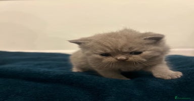 British Shorthair cats - Advert 12