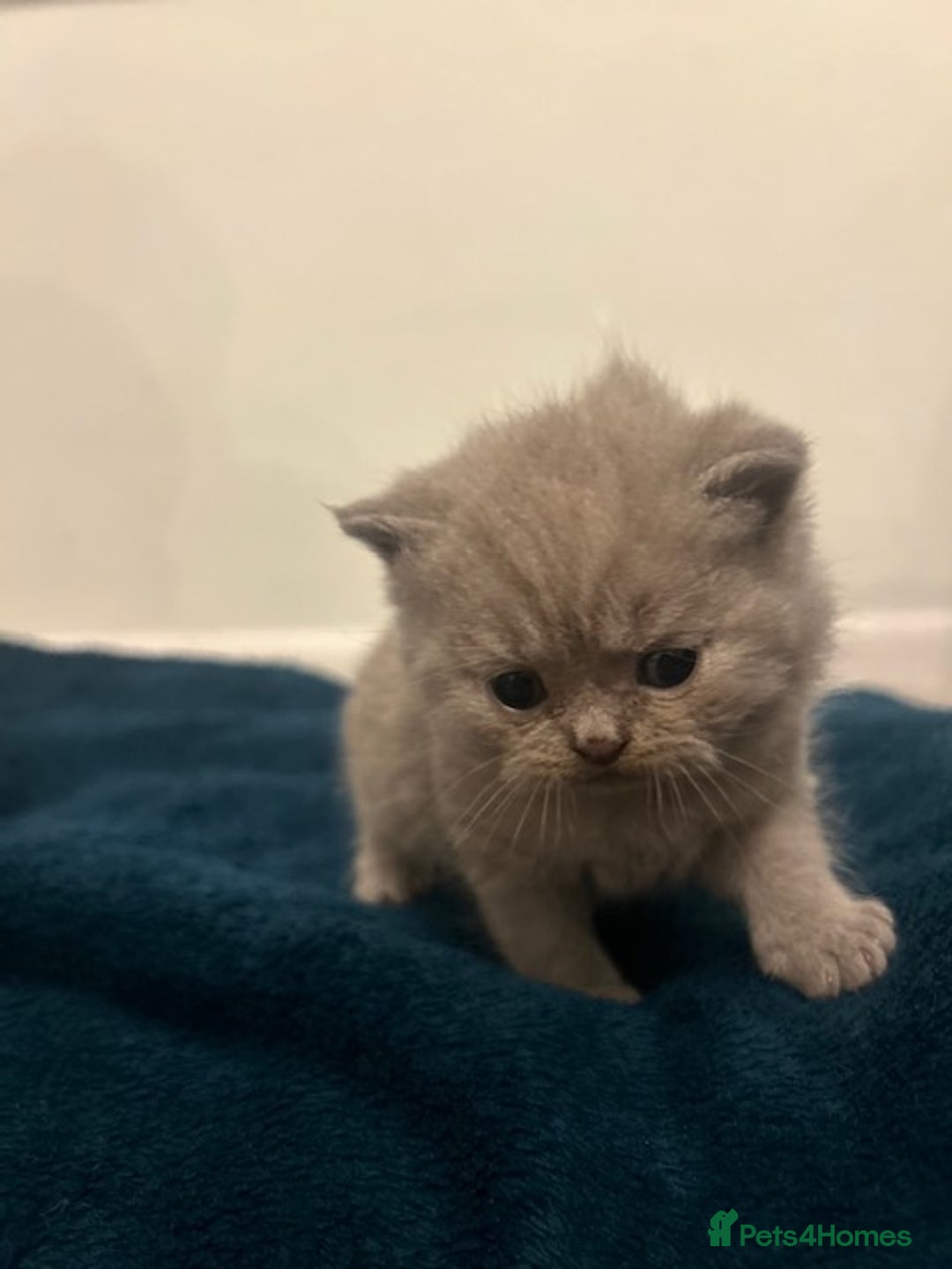 British Shorthair cats for sale: Meet the GCCF British Shorthair - Cuties - Image 2