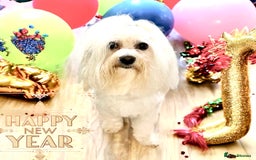 Maltese dogs for stud: 🐬 Beautiful Korean Maltese Stud 🐬 - Image 4