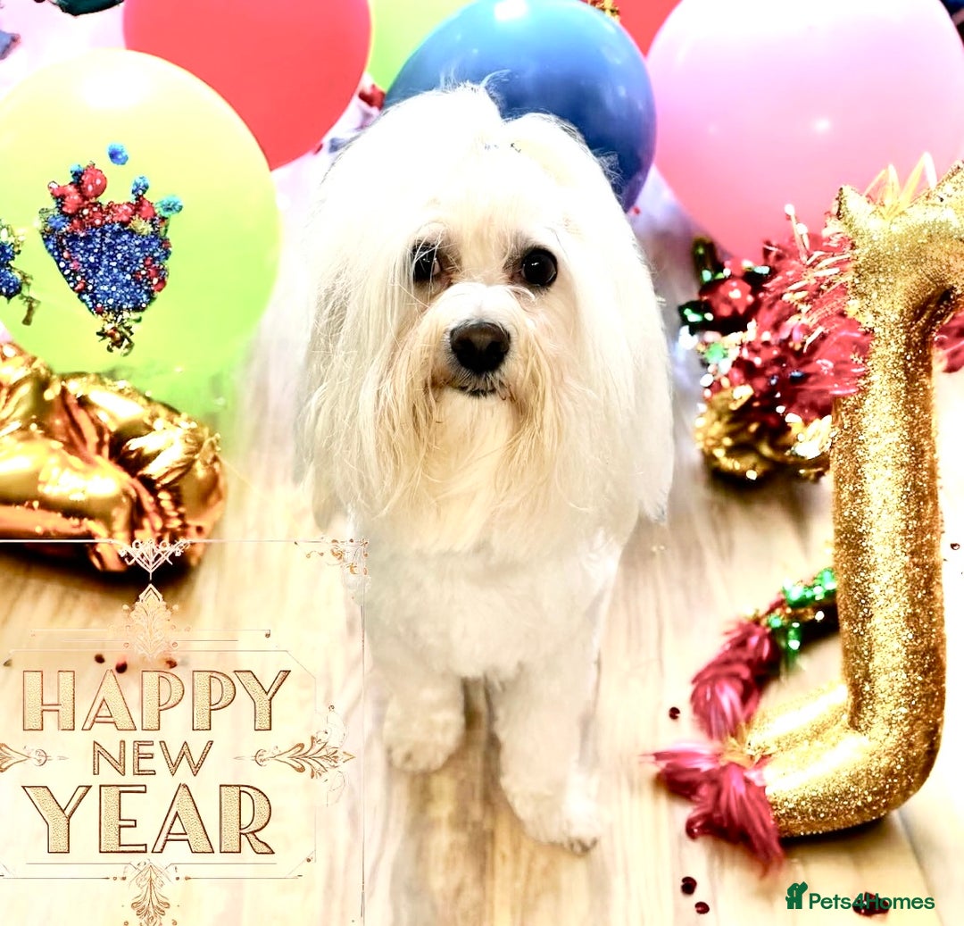 Maltese dogs for stud: 🐬 Beautiful Korean Maltese Stud 🐬 - Image 4