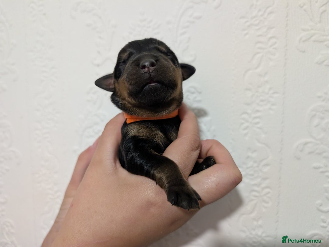 Rottweiler dogs for sale: 🐶 Rottweiler Puppies – German ADRK Bloodlines - Image 19