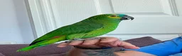 Parrots birds for sale: Blue fronted Amazon parrot in Uxbridge - Advert 1